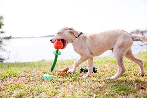 Labrador chews on a dog toy beside a lake