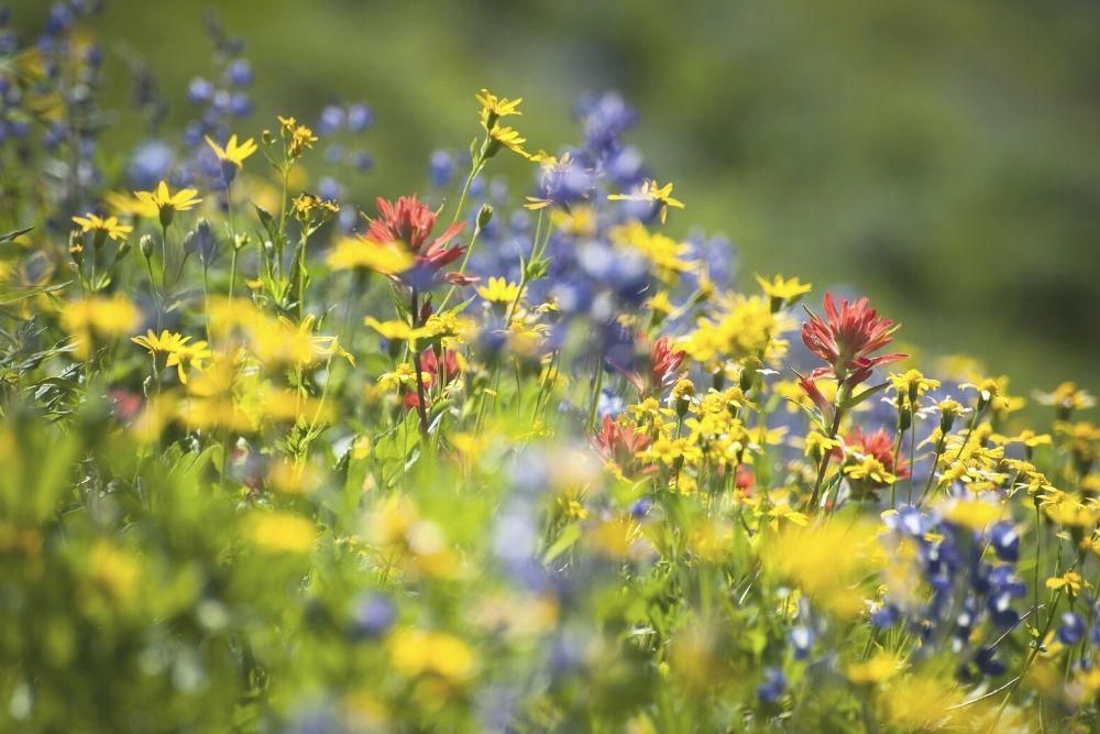 4 Best Places to See Wildflowers in the U.S.