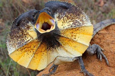The Frilled Lizard 