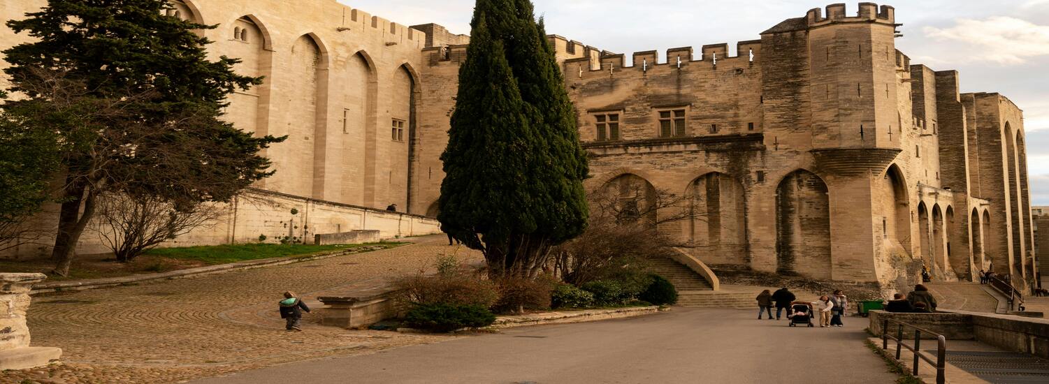 A tree grows in Avignon