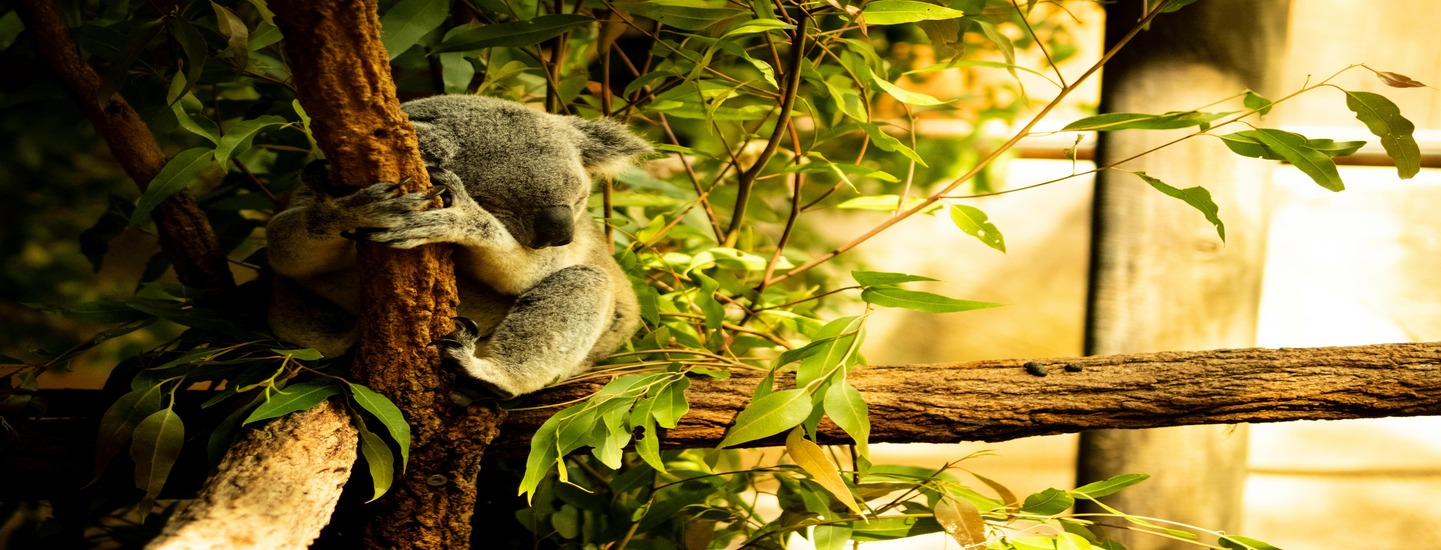 5 Best Zoos to Visit in the United States