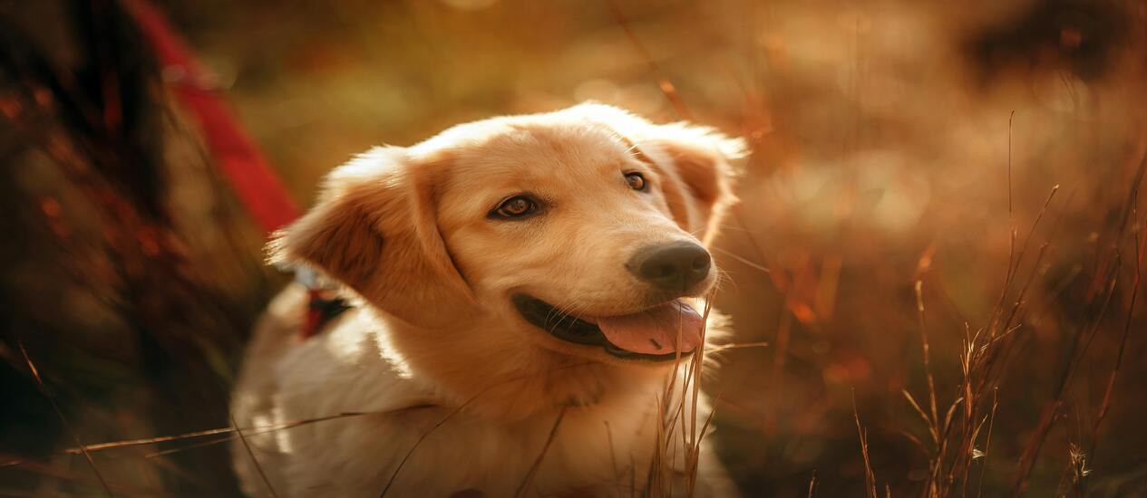 The Gathering of the Goldens