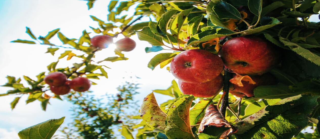 Best Places to Pick Fruit in the United States
