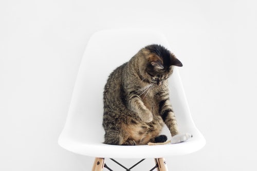 PrettyLitter: The City Dwellers Solution To Heavy, Oversized Kitty Litter