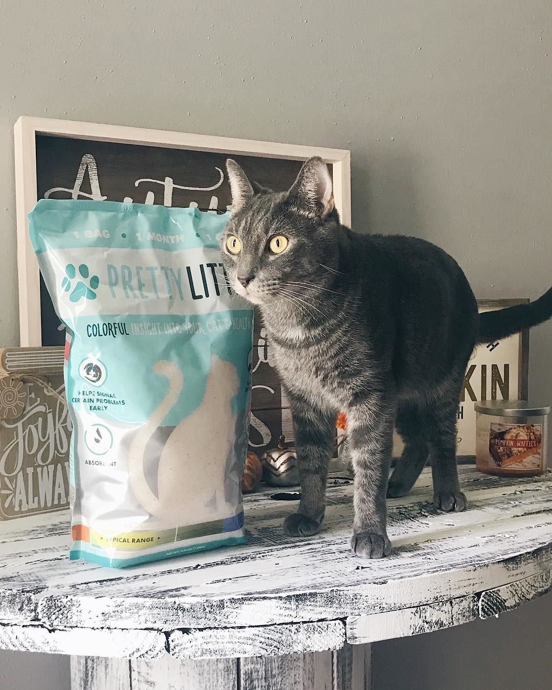 Here’s Why PrettyLitter is a Lifesaver for Older Cat Owners