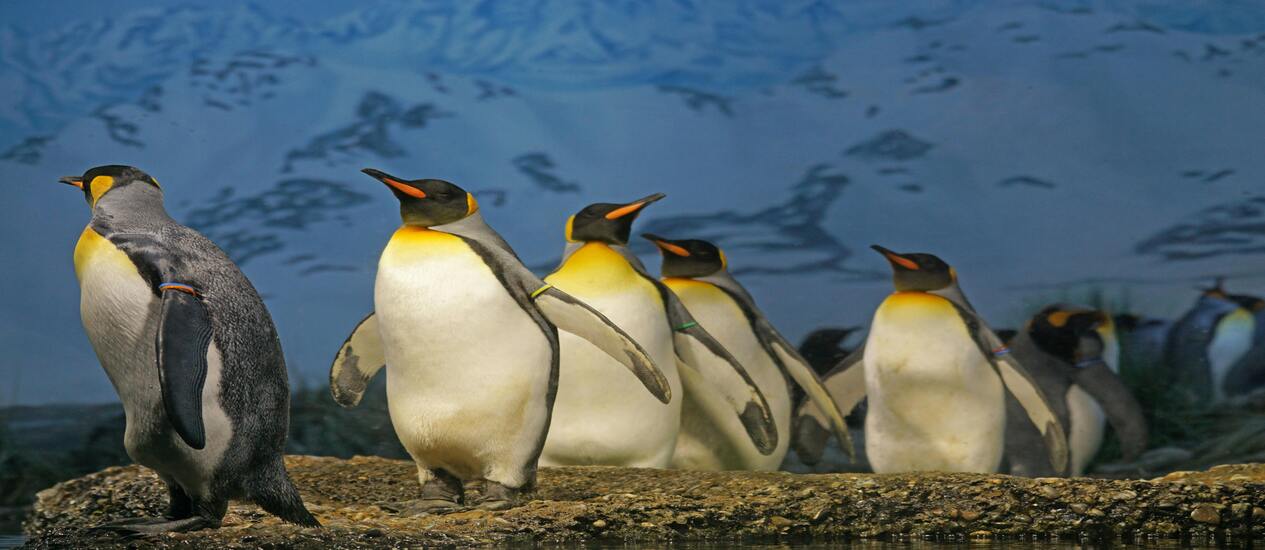 The 10 Best Ethically-Conscious Zoos Across America