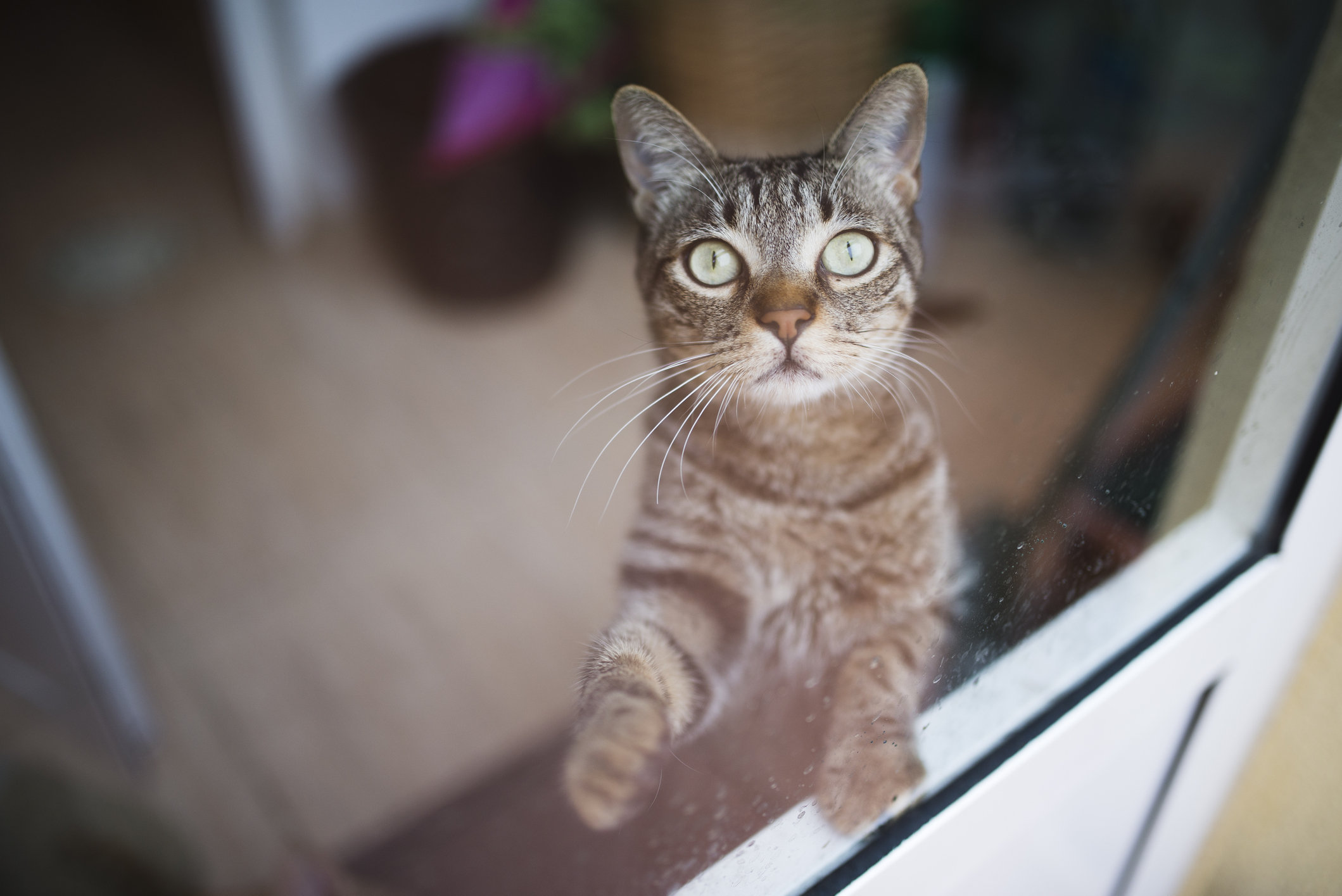 The Perfect Cat Litter Solution Delivered Straight To Your Door