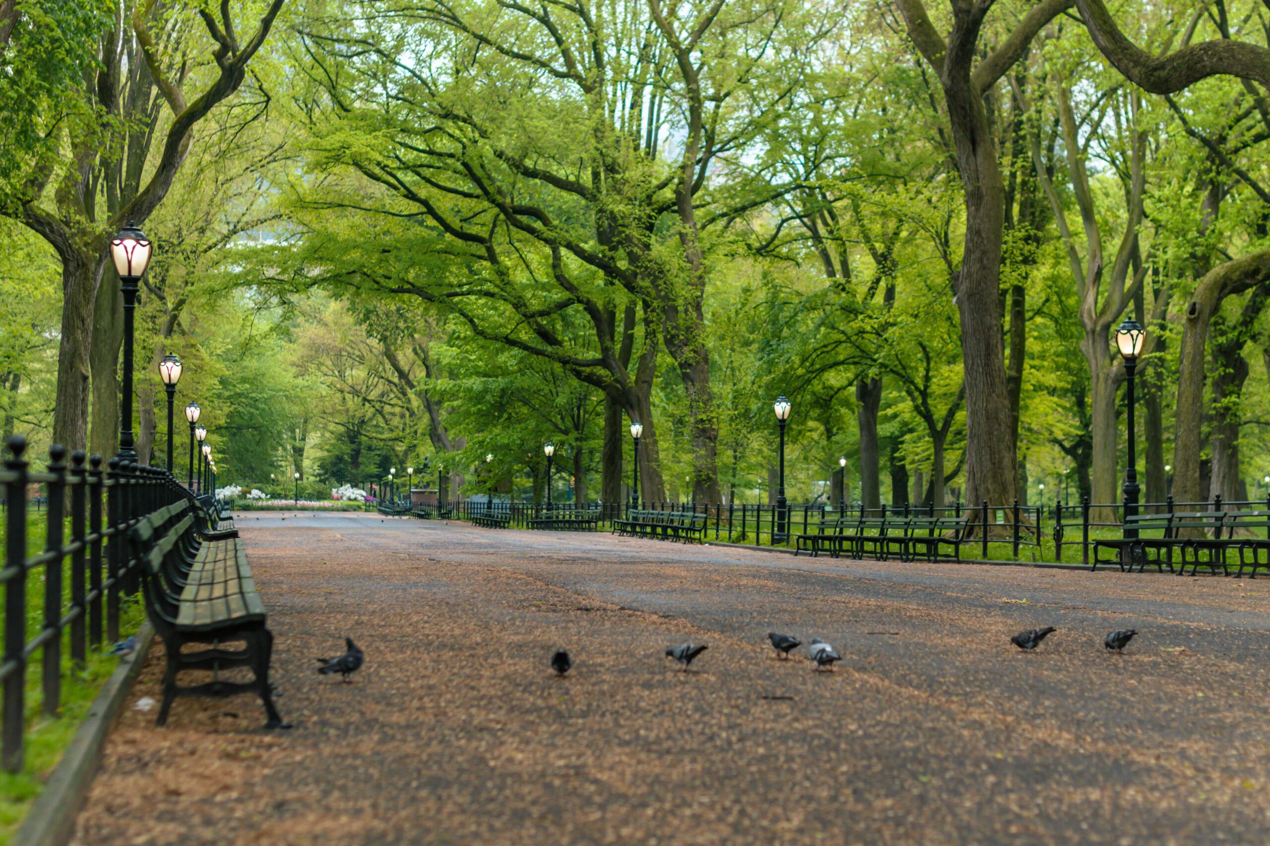 Take A Walk Through NYC’s Central Park And “Say Their Names”
