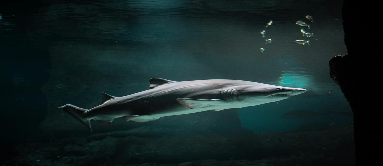 No, the Loch Ness Monster Probably Isn’t Real. But These Terrifying Sea Creatures Are.