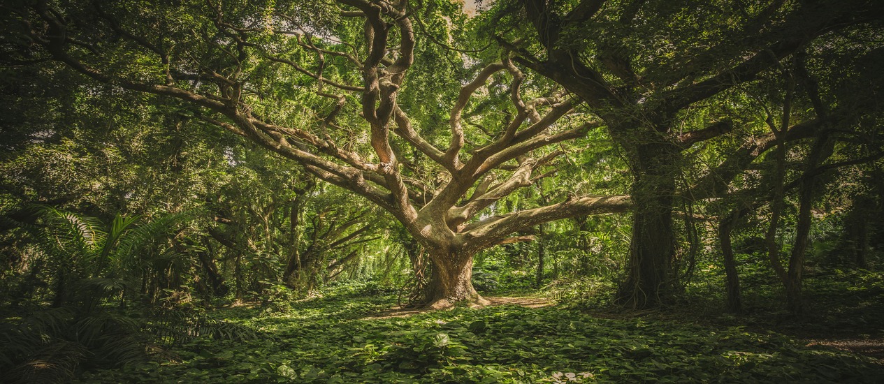 Journey Through the World’s Old-Growth Forests