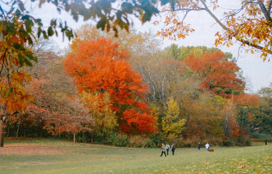 Autumn In Prospect Park