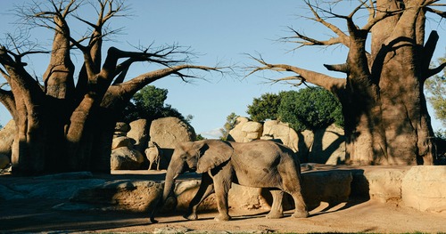 Avenue of Baobabs u200b