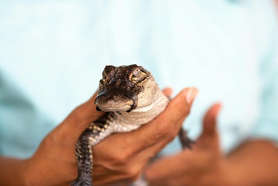 Airboat Tours of The Bayou
