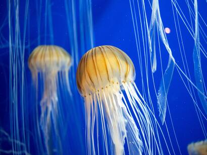 Lion's Mane Jellyfish