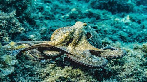 Giant Squid