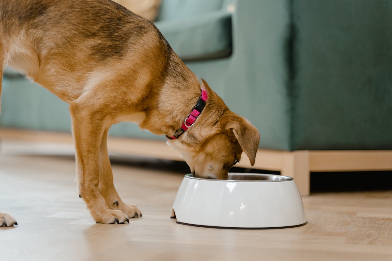 How to Make Meals More Enjoyable for Dogs