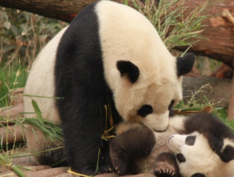 Journi Guide | Instead of Iceland, Fall for Newfoundland